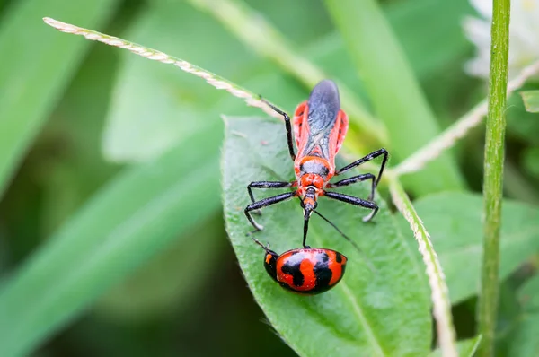 Sycanus Collaris — 图库照片