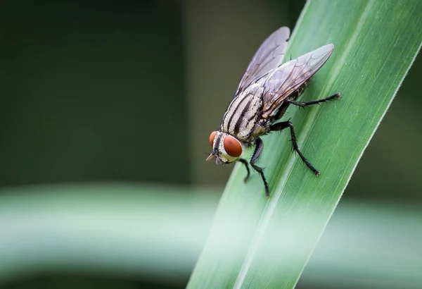 Una Gran Mosca Hoja — Foto de Stock