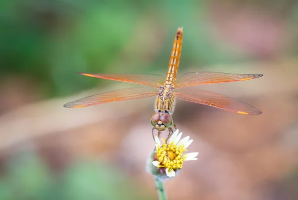 Libélula Naranja Posada Sobre Una Flor Blanca Sobre Fondo Suave — Foto de Stock