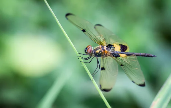 Black Yellow Dragonfly Perched Grass Backyard Blurred Background — Stock Photo, Image