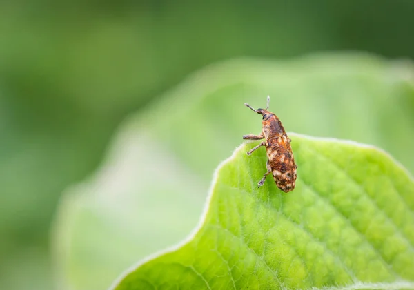 Small Insect Unusual Rust Colored Bark Climbing Leaves Blurred Light — Stock Photo, Image