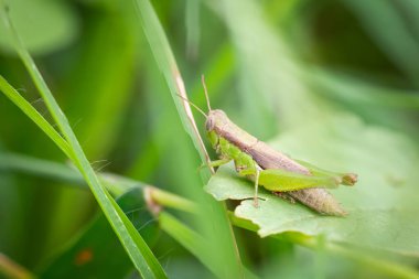 Bahçedeki çimlerde çekirgeler.