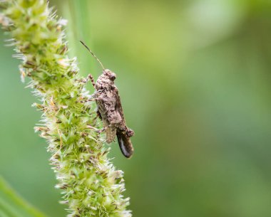 Bahçedeki çimlerde çekirgeler.