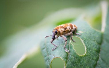 Değişik bir pas rengi kabuk böceği yaprağın üzerine tünemiş, bulanık yeşil bir arka plan..