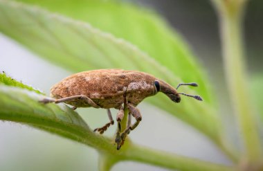 Pirinç buğday biti, Kara buğday biti (Sitophilus oryzae Linnaeus) Dal üzerinde kahverengi bulanık yeşil bir arka plan.