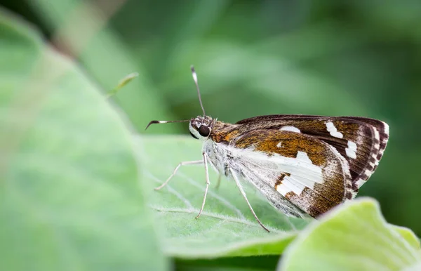 Una Pequeña Mariposa Posada Sobre Hierba Jardín Sobre Fondo Borroso —  Fotos de Stock