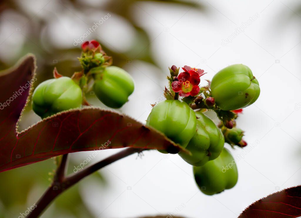 bellyache bush , ( Jatropha gossypifolia) It has many pharmacological properties, such as reducing blood pressure. Antimicrobial And as a pain reliever