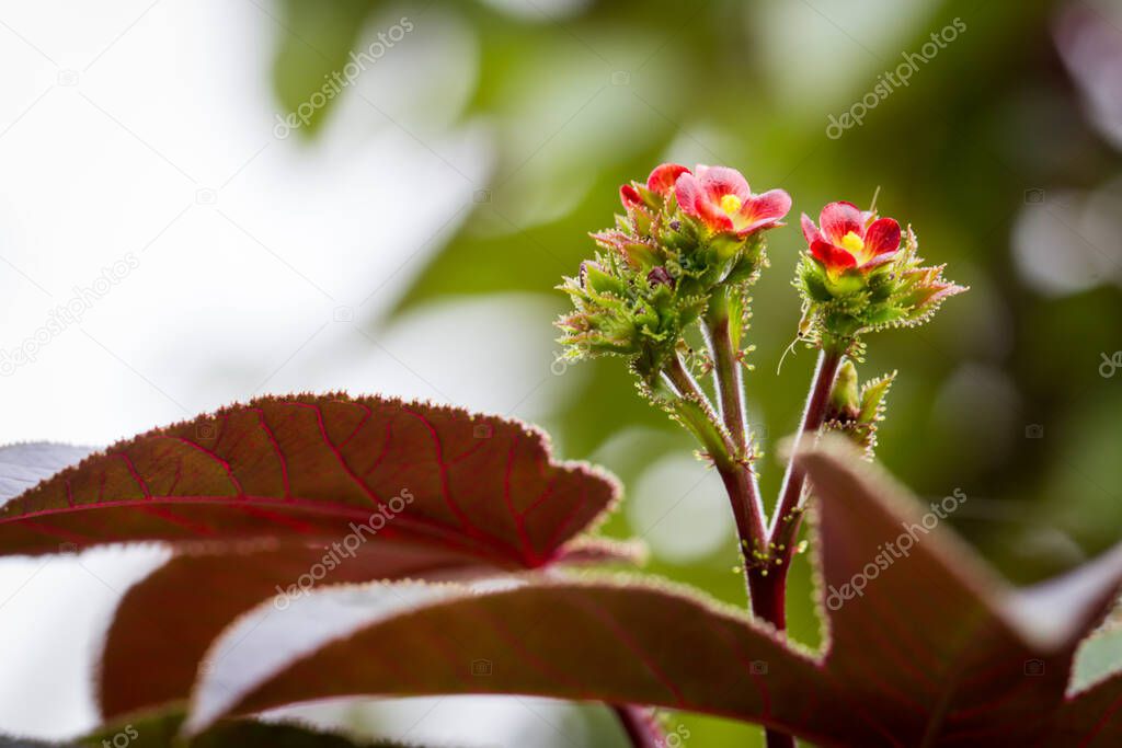 bellyache bush , ( Jatropha gossypifolia) It has many pharmacological properties, such as reducing blood pressure. Antimicrobial And as a pain reliever