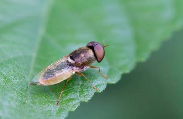 Hover fly , Diptera ( Syrphidae ) Stand on the leaf against the blurred green background