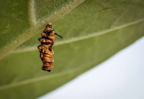 Los Restos Una Oruga Que Pueden Convertirse Pupa —  Fotos de Stock