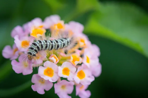 Caterpillar eating pink flowers, blurred background