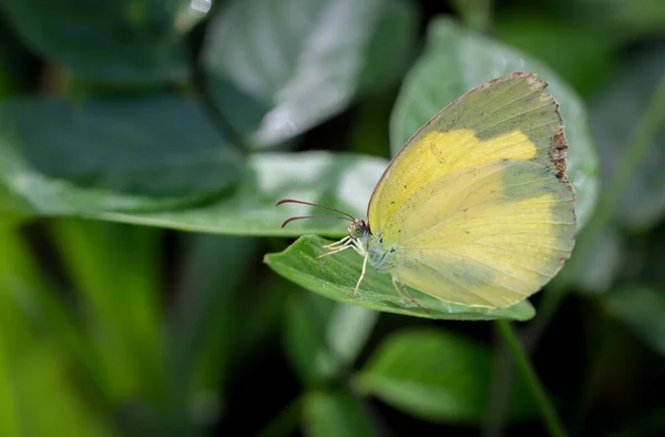 Yellow Butterflies Perched Leaves — Stock Photo, Image