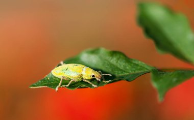 Yeşil yapraklı sarı böcek. Arka planı bulanık.