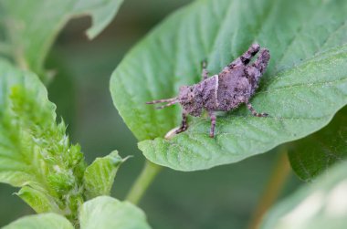 Bir çekirgenin bacakları yeşil bir yaprağın üzerinde bulanık bir arka planda kesilmiş..