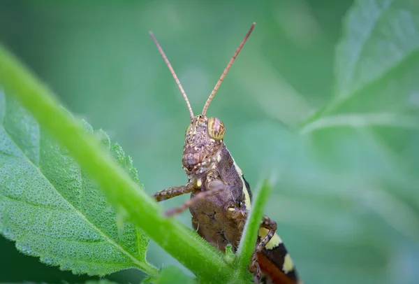 Grasshopper Hid Branch Blurred Green Background — Stock Photo, Image