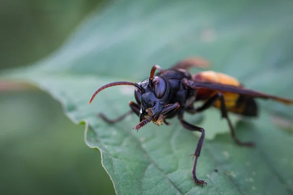 Paper Wasps Vespa Affinis Linnaeus Vespa Tropica Стоя Пчел Листе — стоковое фото