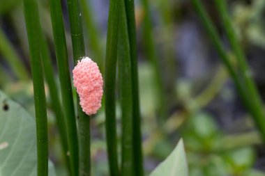 Dolichopus (uzun bacaklı sinekler) bir örümcek ağının yanında