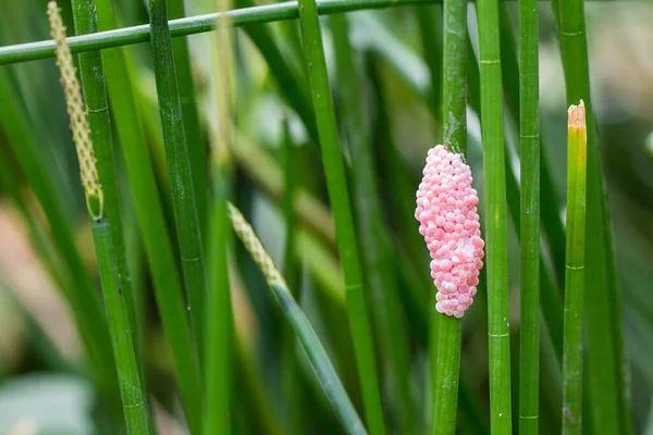 Dolichopus (uzun bacaklı sinekler) bir örümcek ağının yanında