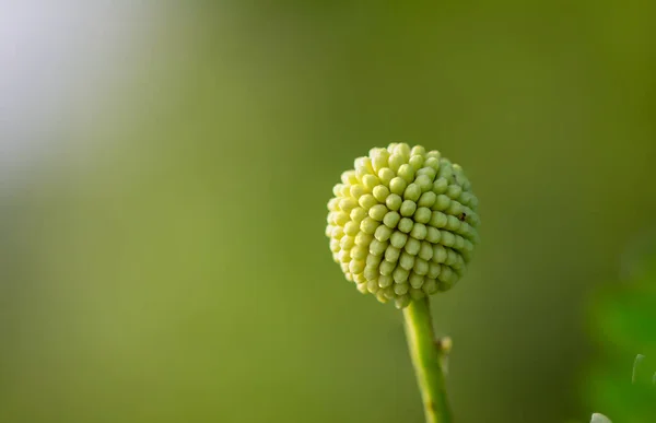 Plantae Leucaena Liecoceppala Зелений Круглий Сирий Фрукт Розмитому Тлі — стокове фото