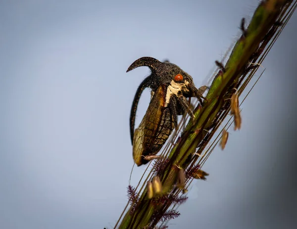 Seltsame Baumopper Membracidae Große Rote Augen Hocken Auf Dem Stamm — Stockfoto