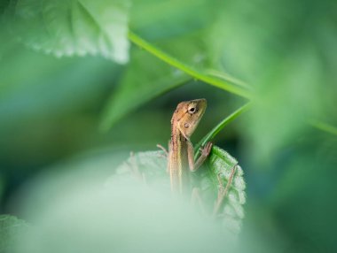 Asya Kertenkelesi, İguana, Gecko, Skink, yaprakların altında saklı.