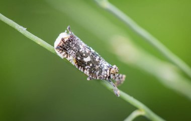 Balkabağı Kabağı Yaprak Böceği, Sarı Kabak Böceği, Aulacophora indica (Gmelin, 1790) Parktaki yaprakların üzerindeki ada ve kamerayla göz teması kurun