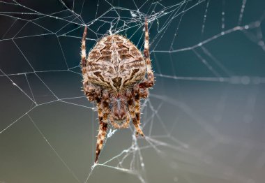 Büyük bir örümcek avını yakalamak için ağını çizer..