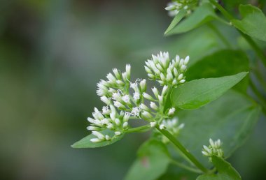 Parkta yol boyunca küçük beyaz çiçekler.