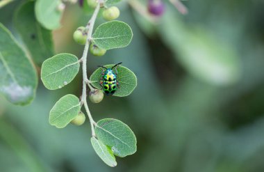 Siyah benekli yeşil havyan böceği. Kalçalar parlak kırmızı. Ormandaki yapraklara tünemiş