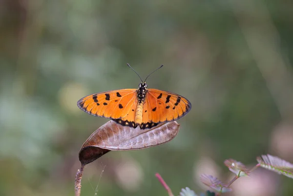 Orangefarbene Schmetterlinge Schmiegen Sich Die Rinde Wilder Früchte — Stockfoto