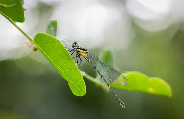 Damselfly Agriocnemis Pygmaea Rambur Agriocnemis Femine Femine Brauer Body Yellow — Stock Photo, Image