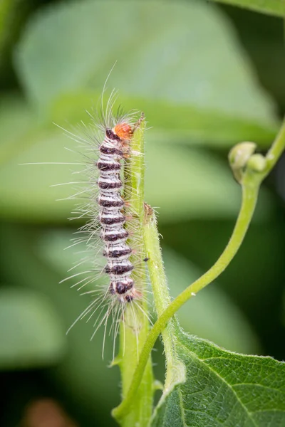 Las Orugas Están Comiendo Plantas Parque —  Fotos de Stock