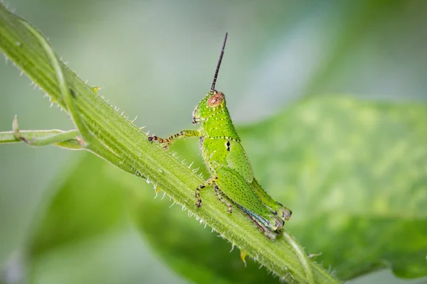 Locust Settles Branch Garden Plant — Stock Photo, Image