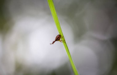 Apoderus (Leptapoderus) rubidus, zürafa buğday biti Küçük, koyu kırmızımsı bir portakal çimenlere yapışmış ileriye bakıyor