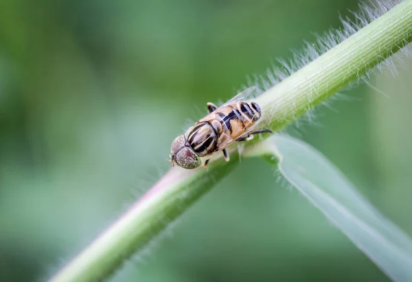 Syrphidae Chabry Syrphidae Muchy Kwiatowe Przylegają Liści Formacji Trawy — Zdjęcie stockowe