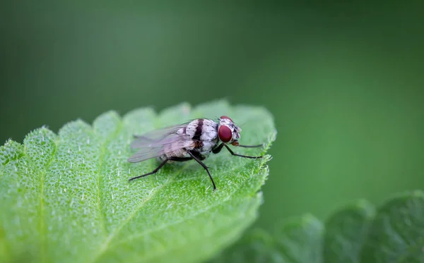 Una Mosca Blanca Con Patrón Cebra Negro Encaramado Las Hojas — Foto de Stock