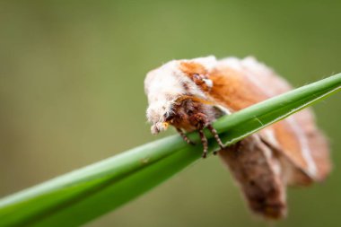 Kırmızı Percher Yusufçuğu, Nöropedik Ramburii Ormanın çimlerinde.