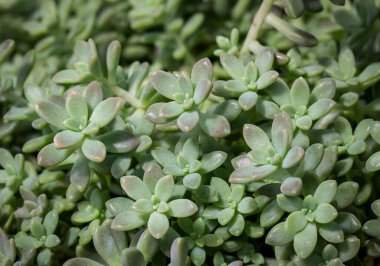 Mağazadaki kırmızı tencerede Kaktüs Astrofittigma var.