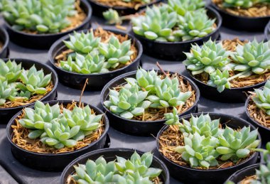 Kaktüs Graptopetalum Macdougallii. Bir fidanlıkta yetişen küçük bir bitki..