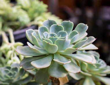 Echeveria hakuhou. Seradaki büyük ağaçlar.