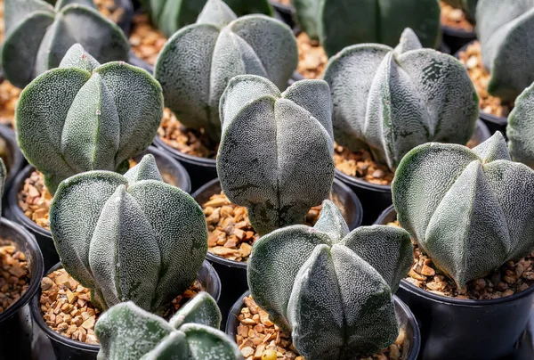 Cactus Astrophythum Myriostigma Καλλιεργούνται Στο Φυτώριο — Φωτογραφία Αρχείου