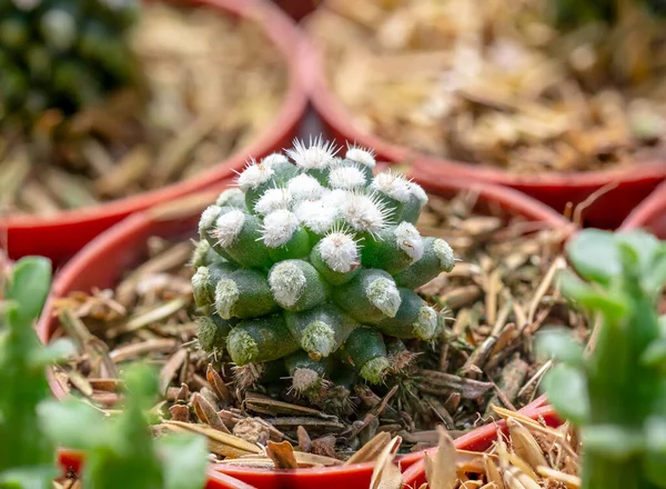 Woolly Nipple Cactus Mammillaria Mammillaris Karst Small Trees Beautiful Color — Stock Photo, Image