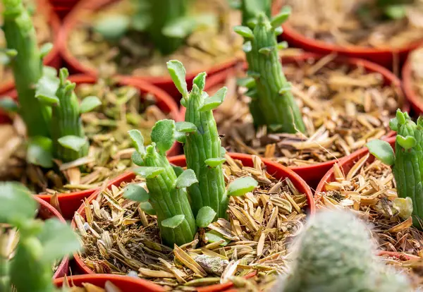 Euphorbia Pteroneura Φυτεμένο Μια Κόκκινη Κατσαρόλα Ένα Φυτώριο — Φωτογραφία Αρχείου