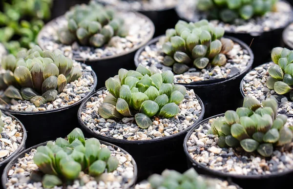 Κάκτος Haworthia Cooperi Var Truncata Obtusa Truncata — Φωτογραφία Αρχείου