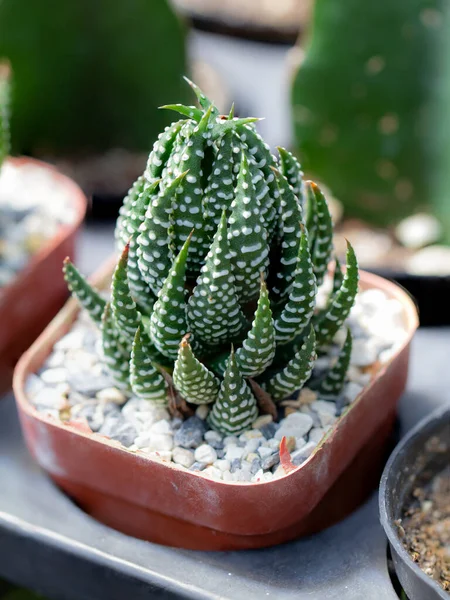 Haworthia Fasciata Red Pot Store — стоковое фото