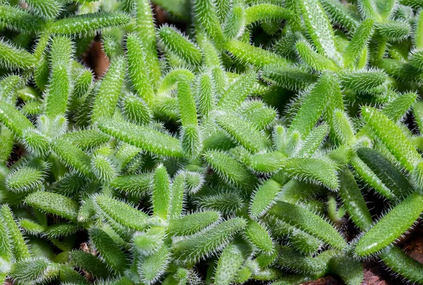 Delosperma Echinata Echinatum Крамниці Дерев Маленькі Шипи Гарні Зелені Листочки — стокове фото