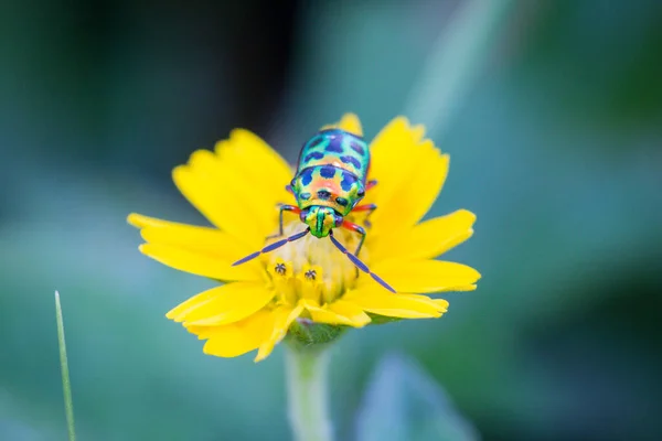 Σφάλμα Lychee Shield Bug Chrysocoris Stolii Scutelleridae Περπατώντας Κίτρινα Λουλούδια — Φωτογραφία Αρχείου