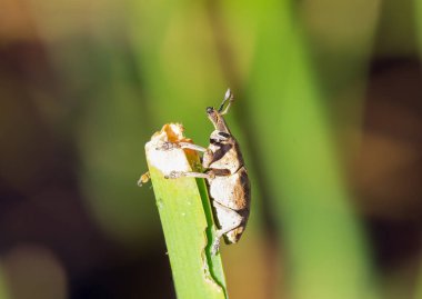 Lixus angustus (Herbst 1795) Kahverengi vücut bahçedeki çimlerin üzerinde bulanık bir arka planda oturur..
