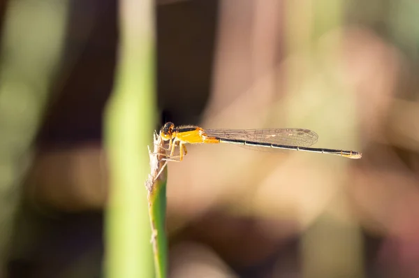 Ischnura Senegalensis Orange Тело Ветке Утром Саду — стоковое фото