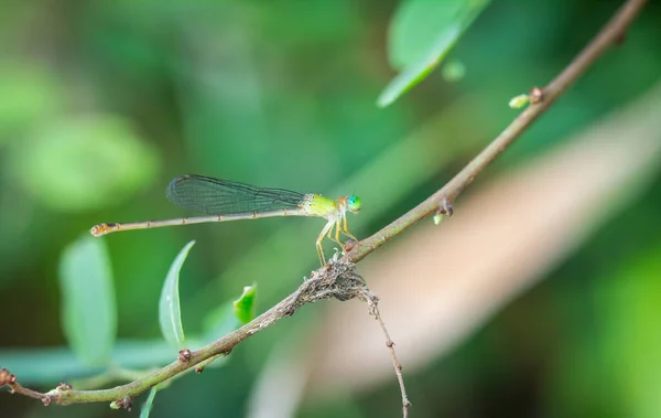 Ceriagrion Cerinorubellum Brauer 1865 잠자리 아침에 정원에 나뭇가지에 — 스톡 사진